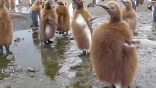 Антарктида-Antarctica. Пингвины-Penguins