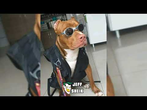 MC KITINHO & MC MAGRINHO - ESSE É O GUI MARQUES CANALHÃO