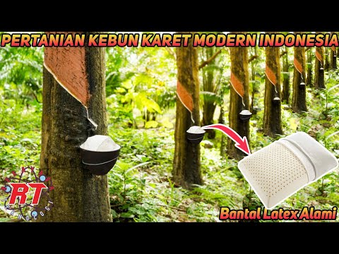 Panduan Lengkap Budidaya Karet dari Hulu hingga Hilir untuk Petani Indonesia