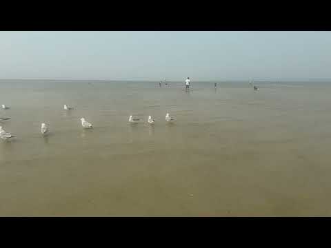 #beachvibes #sufi #seagulls