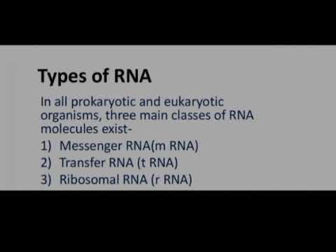 BSc final Botany lecture on ribosomal RNA8=2=22