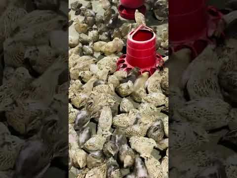 @MuntasirAgro1 #nature #hijab #ihavethisthingwithplants #animals