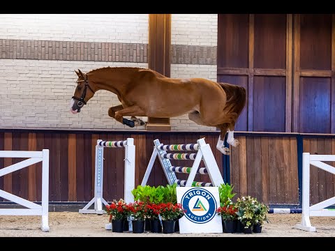 Oberhausen VDL (Arezzo VDL x Baltic VDL) - Size 1.67m - Born 2019