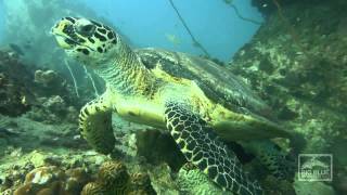 What the Videographer saw. Filmed by the Big Blue