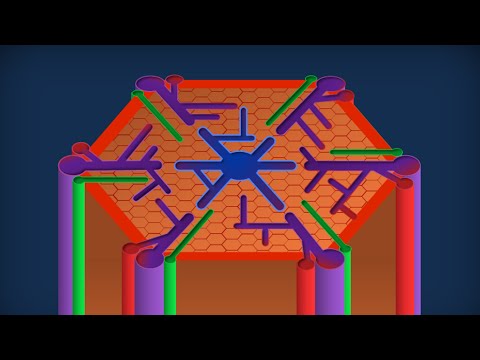 Digestive System 16: Liver - Microscopic Anatomy