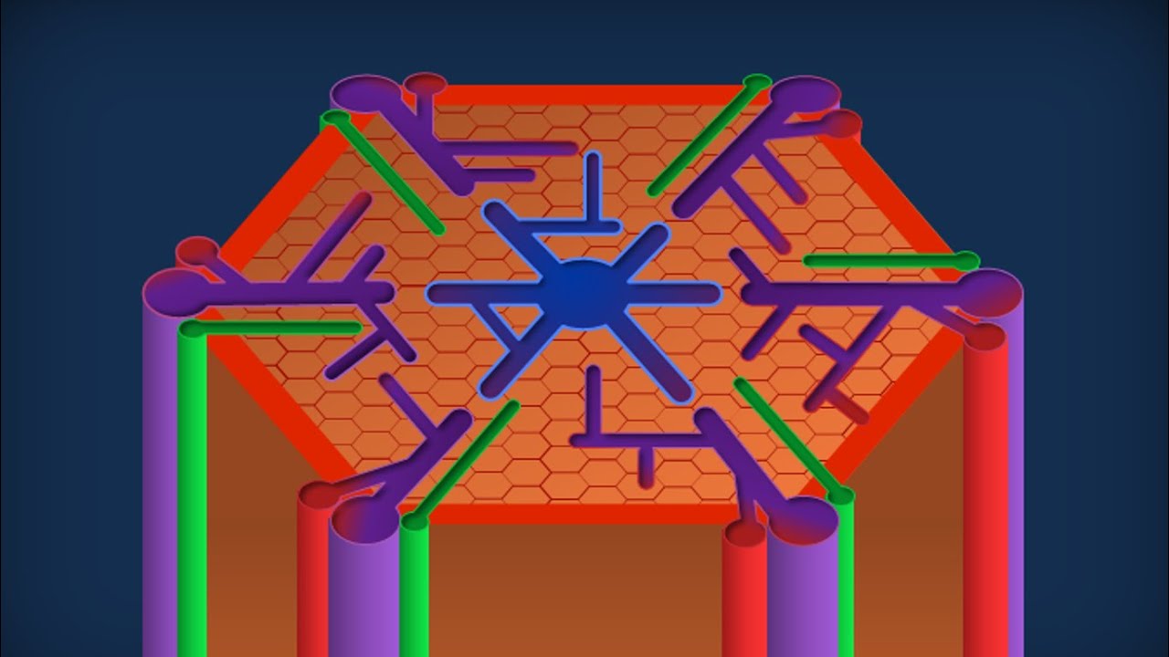 Apparato digerente 16: Fegato - Anatomia microscopica
