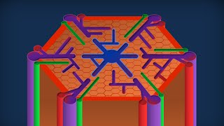 Apparato digerente 16: Fegato - Anatomia microscopica