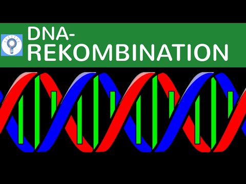 DNA-Rekombination - Methoden der künstlichen DNA-Rekombination in der Genetik einfach erklärt