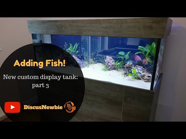 Discus Unboxing - adding fish to custom Discus display tank. Acclimatising new discus fish