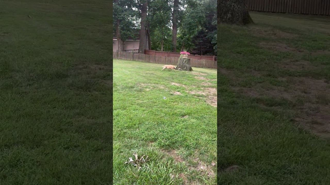 Enlarge King, a ADOPTABLE Labrador Retriever in Warrington, PA video 6/6