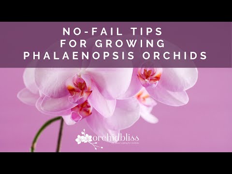 How to Succeed with Phalaenopsis Orchids