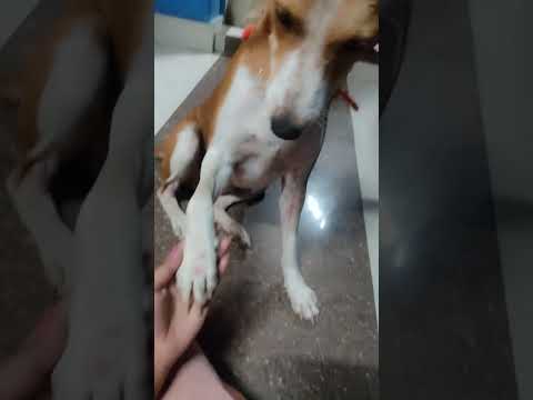 😎❤️☺️#tipa #puppy #coffe #doglover #viral #supportme 🙏