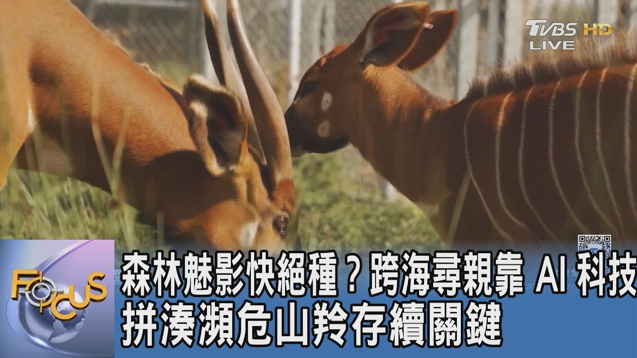森林魅影快絕種?跨海尋親 靠 AI 科技拼湊瀕危山羚存續關鍵