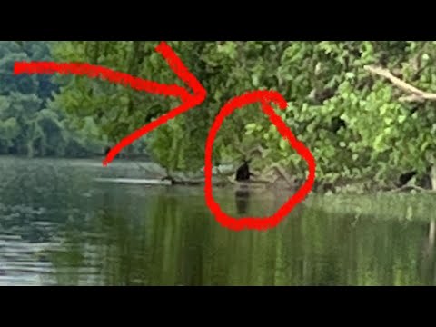 Virginia Fisherman Captures Bigfoot Sasquatch On Film!