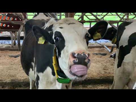 Kuh-le Fakten: Nase putzen und Musik