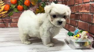 マルチーズの動画01