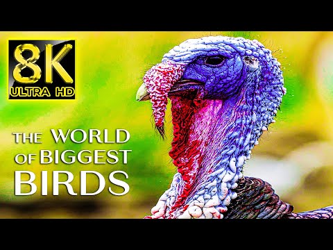 The World of Biggest Birds in 8K TV 60fps ULTRA HD | 8K Nature Sound with Relaxing Music