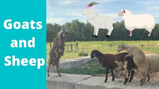 Can goats and sheep be raised together? | Will a goat buck fight a sheep ram | Buck vs Ram