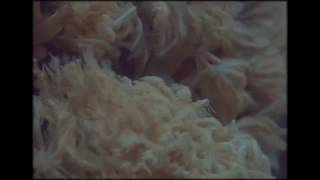 Amber Arcades - Can't Say That We Tried (Official Video)