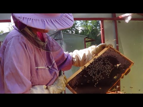 Uzimljenje pčelinjih društava - avgust 2022. - Pčelarstvo Ivančević