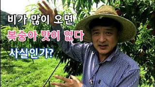 비 맞은 복숭아 당도 높이는 방법 있을까?