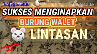 Download lagu SUKSES INAPKAN WALET TRIK LINTASAN #Lintasan #inapkanwalet mp3