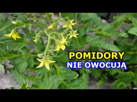 Pomidory NIE OWOCUJĄ dobrze - Dlaczego Pomidory Kwitną, ale nie zawiązują owoców - Uprawa Pomidorów.