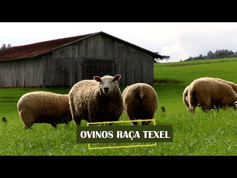 , title : 'RAÇA TEXEL | Produção e qualidade genética de ovinos!'