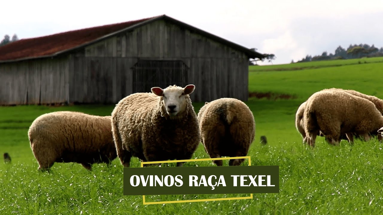 RAÇA TEXEL | Produção e qualidade genética de ovinos!