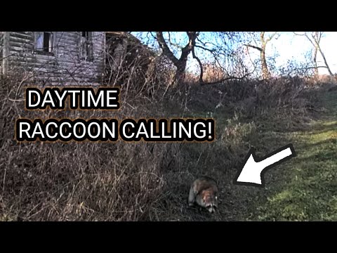 DAYTIME RACCOON CALLING! That happened FAST! @LuckyDuckDecoys 