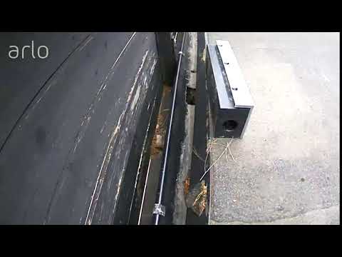 Fågel i möte med musfälla