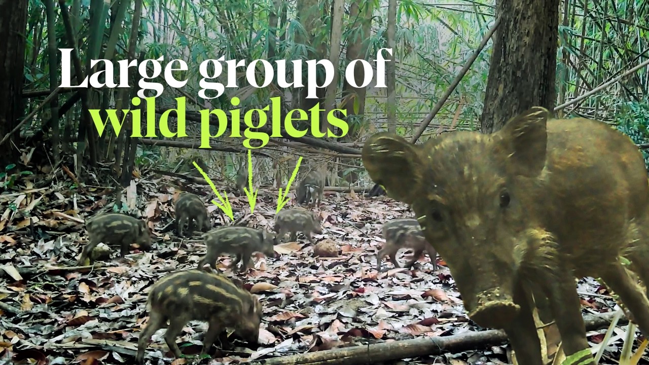 Huge family of wild piglets filmed in the Annamites