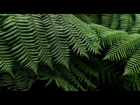 Rap, Trap, Hip-Hop, Instrumental Beat [No Copyright Sound] [ FREE USE MUSIC ] - FAYZED - Hard Times