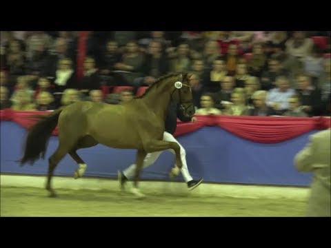 1c Hauptprämie 2019 La Vie von Livaldon - Scolari