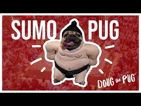 Sumo Wrestler Pug - Doug The Pug