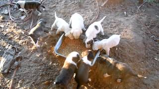 preview picture of video 'Daisy's pups eating soft food for the first time'