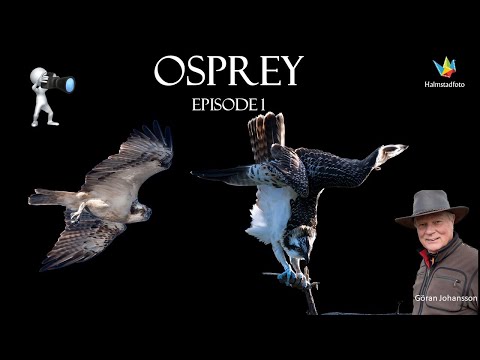WILDLIFE PHOTOGRAPHY Amazing Osprey Project Since 1968. Building plattforms in Sweden.
