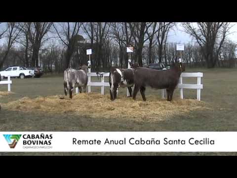 Cabañasbovinas.com - Remate Santa Cecilia - Lucas Lagrange