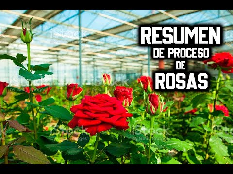 , title : 'Cultivo de ROSAS en invernaderos para exportación PASO A PASO TODO SOBRE FLOR ROSA'