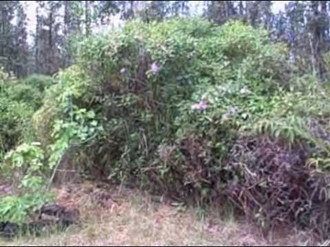 Jun 02 09 GRANDMA NANS NONI PLANT