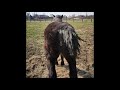 Mare In Heat Peeing And Winking