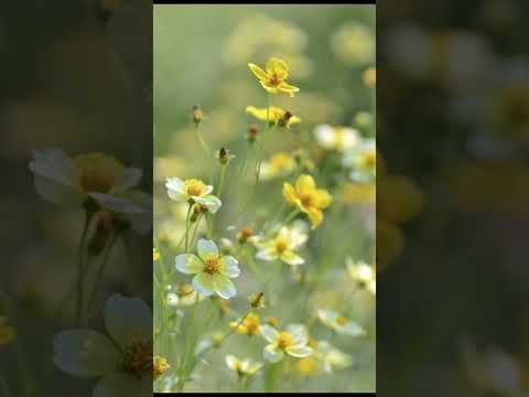 Photosynthesis: The Energetic Miracle of Nature