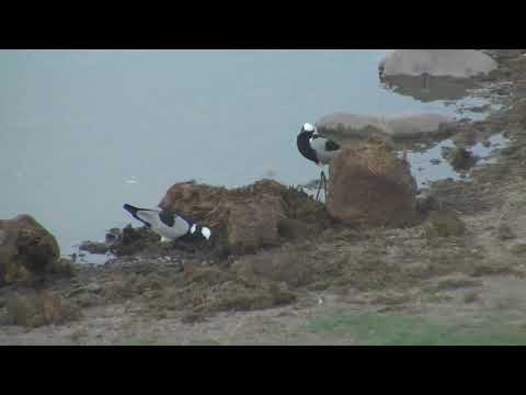 Djuma: Red-billed Oxpecker and Blacksmith Lapwing pair at the pan - 16:28 - 12/27/18