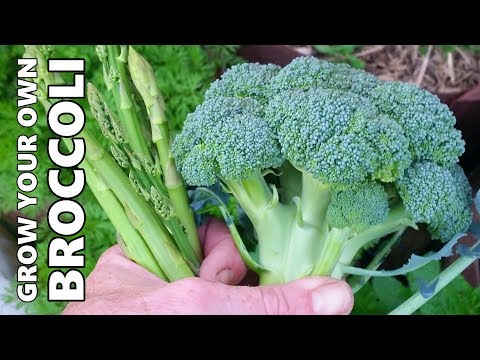 download lagu mp3 mp4 Broccoli Plant, download lagu Broccoli Plant gratis, unduh video klip Broccoli Plant