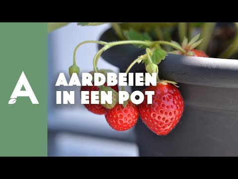 , title : 'Aardbeien in een pot planten! - Een groener thuis! #54'