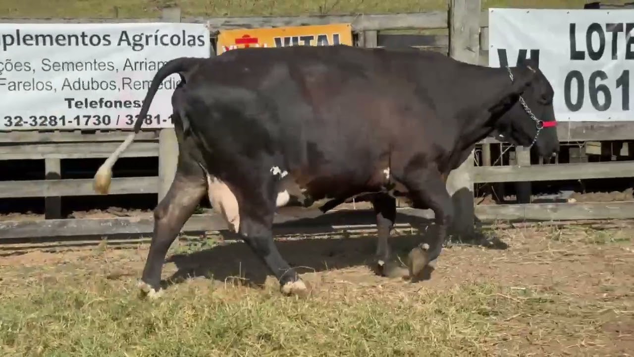 LOTE 61 - 01 VACA S/C (JULIETA) 1/2 SANGUE; BR: 016 AZ; 5° CRIA; CAP: 38KG;