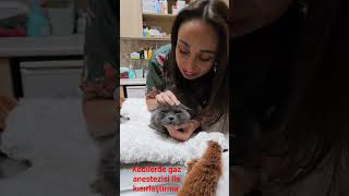 Kedilerde gaz anestezisi ile kısırlaştırma instagram @patisevvet