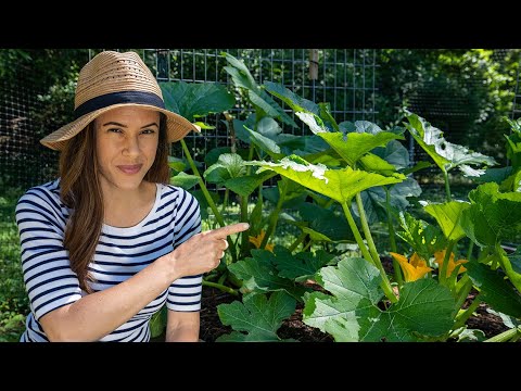 , title : 'Zucchini Growing Tips I Wish I’d Known | Home Gardening: Ep. 5