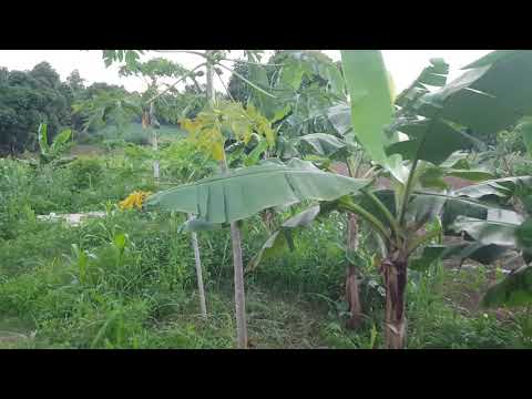 Create amusement park for children in Haiti