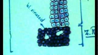 Dr Gihan Endocrine 2 P1 "Suprarenal gland - intro to thyroid gland."